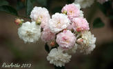 Miss Ahrensburg rose photo