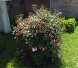 Cri-Cri rose photo