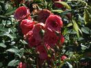 Cri-Cri rose photo