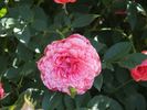 Cri-Cri rose photo