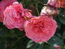 Cri-Cri rose photo