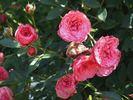 Cri-Cri rose photo