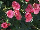 Cri-Cri rose photo