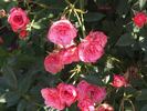 Cri-Cri rose photo