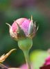 Böhmová Azurová rose photo