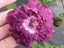 Böhmová Azurová rose photo