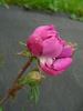 Böhmová Azurová rose photo