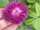Böhmová Azurová rose photo