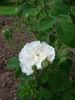 Bouquet Blanc rose photo