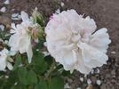 Bouquet Blanc rose photo