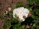 Bouquet Blanc rose photo
