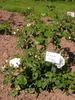 Bouquet Blanc rose photo