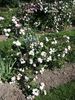 Bouquet Blanc rose photo