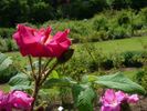Nuit d'Été rose photo