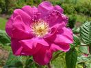 Nuit d'Été rose photo