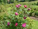 Nuit d'Été rose photo