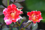 Tattooed Lady rose photo
