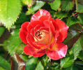 Tattooed Lady rose photo