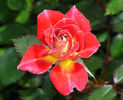 Tattooed Lady rose photo