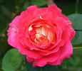 Trump Card ™ rose photo