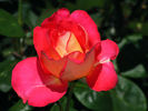 Trump Card ™ rose photo