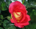 Trump Card ™ rose photo