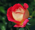 Trump Card ™ rose photo