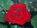 Robin Alonso ™ rose photo