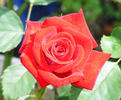 Robin Alonso ™ rose photo