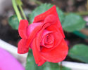Robin Alonso ™ rose photo
