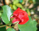 Robin Alonso ™ rose photo