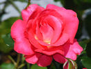 Patron rose photo