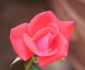 Patron rose photo