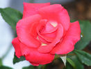 Patron rose photo