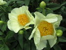 Roy Pehrson's Best Yellow peony photo