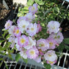 Petite Marcelle rose photo