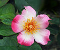 Mrs. Robinson rose photo
