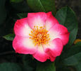 Mrs. Robinson rose photo
