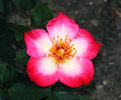 Mrs. Robinson rose photo