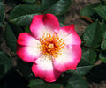 Mrs. Robinson rose photo