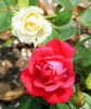 Montana ™ rose photo