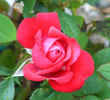 Montana ™ rose photo