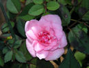 Little Sir Echo rose photo