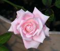 Little Sir Echo rose photo