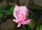 Little Sir Echo rose photo