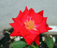Caliente ™ rose photo