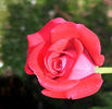 Caliente ™ rose photo