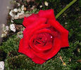 Caliente ™ rose photo