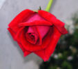 Caliente ™ rose photo