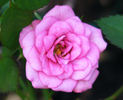 Always a Lady rose photo